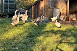 355 Fosler Rd, Wallkill, NY 12589 - Photo 40