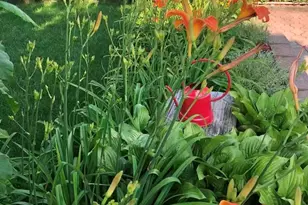 241-25 85th Ave, Bellerose, NY 11426 - Photo 20