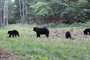 80 Hunter Ln, Wassaic, NY 12592 - Photo 10