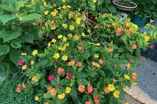 703 Fresh Pond Ave, Calverton, NY 11933 - Photo 22