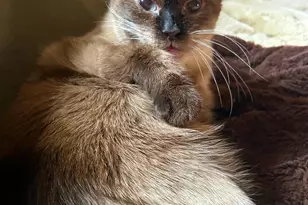 485 Webster Ave, New Rochelle, NY 10801 - Photo 38