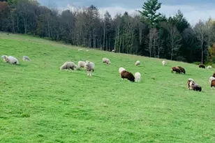 3 Burr Rd, Cochecton Center, NY 12726 - Photo 10