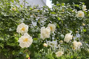 57 Gard Ave, Bronxville, NY 10708 - Photo 26