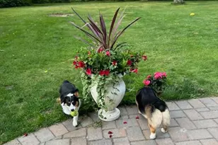 96 Brooksite Dr, Smithtown, NY 11787 - Photo 4