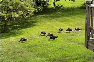 342 Bernas Rd, Cochecton Center, NY 12726 - Photo 6