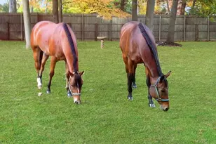 14 Hillside Ave, Saint James, NY 11780 - Photo 36