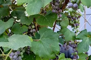 30 Highland Pl, Great Neck, NY 11020 - Photo 32