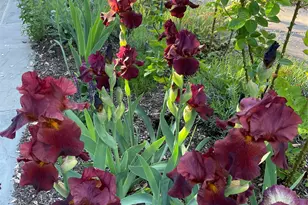 33 Fulmar Rd, Mahopac, NY 10541 - Photo 34