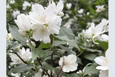 8 Harper Avenue, Montrose, NY 10548 - Photo 30