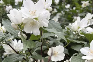 8 Harper Ave, Montrose, NY 10548 - Photo 30