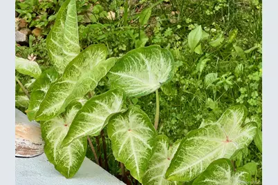 13 Irvington Street, Dobbs Ferry, NY 10522 - Photo 30