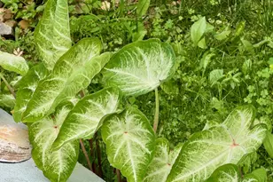 13 Irvington St, Dobbs Ferry, NY 10522 - Photo 30