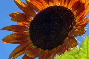 13 Irvington St, Dobbs Ferry, NY 10522 - Photo 36