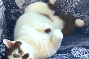 90 Bryant Ave, White Plains, NY 10605 - Photo 34