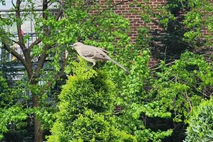 61-35 98th St, Rego Park, NY 11374 - Photo 10