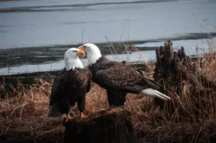 56 Beaver Brook Rd, Yulan, NY 12792 - Photo 32