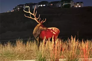 3624 Rucksack Ct, Castle Rock, CO 80108 - Photo 46