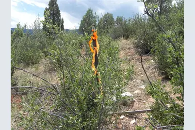 7749 Inca Road, Larkspur, CO 80118 - Photo 22