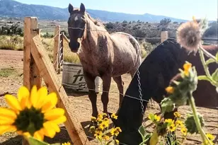 620 Foothills Dr, Canon City, CO 81212 - Photo 24