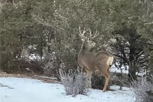 3818 Fontaine Rd, Fort Garland, CO 81133 - Photo 48