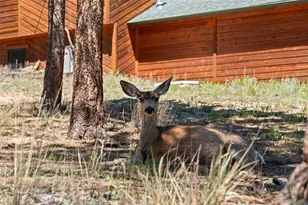 43 Crystal Rock Rd, Bailey, CO 80421 - Photo 26