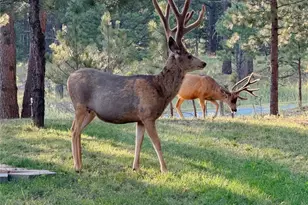 670 Independence Dr, Larkspur, CO 80118 - Photo 42