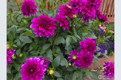 11090 Zion, Longmont, CO 80504 - Photo 6