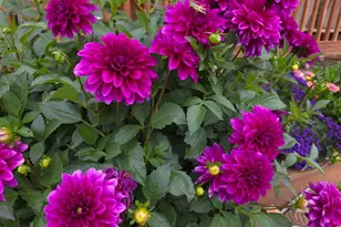 11090 Zion, Longmont, CO 80504 - Photo 6