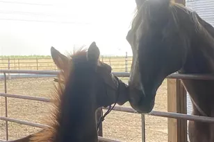 32350 E 137th Way, Brighton, CO 80603 - Photo 6