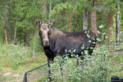 113 Gcr 4948, Grand Lake, CO 80447 - Photo 22