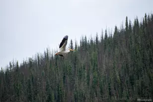 4100 Usfs 515 Road, Creede, CO 81130 - Photo 20