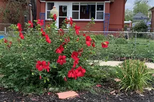 3034 N Race St, Denver, CO 80205 - Photo 1