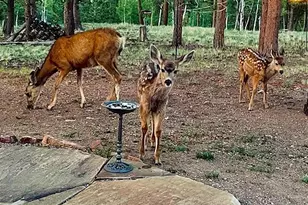 840 Wagon Wheel Rd, Hartsel, CO 80449 - Photo 34