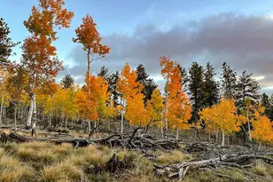 840 Wagon Wheel Rd, Hartsel, CO 80449 - Photo 36