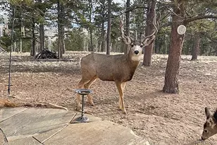 840 Wagon Wheel Rd, Hartsel, CO 80449 - Photo 32