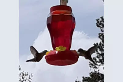 259 Bordenville Road, Jefferson, CO 80456 - Photo 42