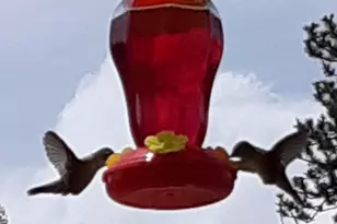 259 Bordenville Rd, Jefferson, CO 80456 - Photo 42