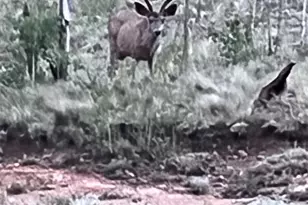 259 Bordenville Rd, Jefferson, CO 80456 - Photo 44