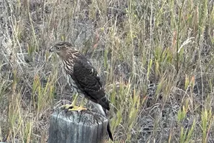 1689 Granger Cir, Castle Rock, CO 80109 - Photo 42