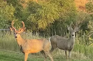102 Canongate Ln, Highlands Ranch, CO 80130 - Photo 34
