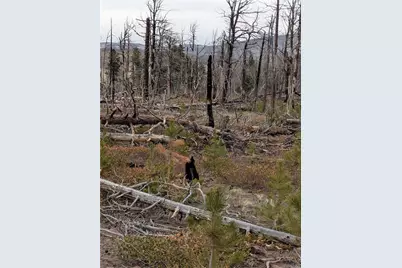 Lot 2301 Wohlstetter Loop, Fort Garland, CO 81133 - Photo 6