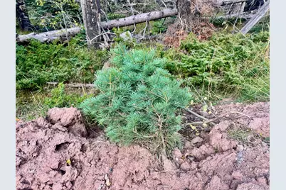 Lot 2843 Wendt Lane, Fort Garland, CO 81133 - Photo 6