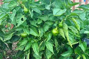 40543 Way of Patience, Deer Trail, CO 80105 - Photo 38