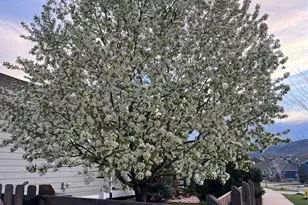 8369 Zircon St, Arvada, CO 80007 - Photo 48