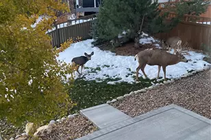 3303 Starry Night Loop, Castle Rock, CO 80109 - Photo 22