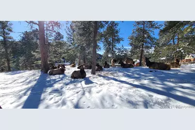 27901 Pine Drive, Evergreen, CO 80439 - Photo 28