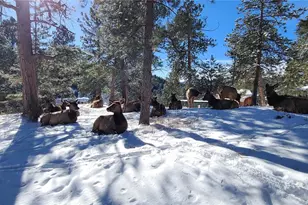 27901 Pine Dr, Evergreen, CO 80439 - Photo 28