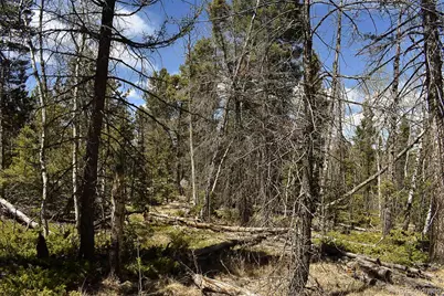 289 Timberline Drive, Guffey, CO 80820 - Photo 12