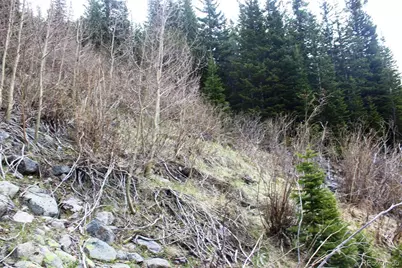 00 Mine Road, Idaho Springs, CO 80461 - Photo 22