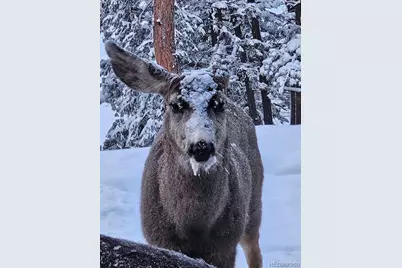 34 Normandy Road, Evergreen, CO 80439 - Photo 40